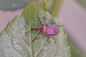 <i>Rhynchites auratus</i> (Scopoli, 1763) © J. Touroult