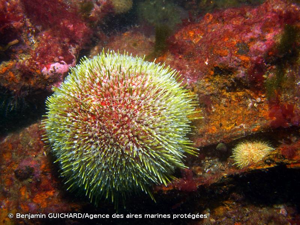 <i>Echinus esculentus</i> Linnaeus, 1758 © Benjamin GUICHARD/Agence des aires marines protégées