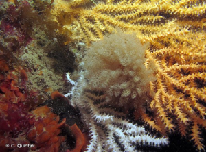 <i>Vesicularia spinosa</i> (Linnaeus, 1758) © C. Quintin