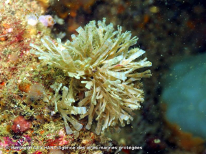 <i>Chartella papyracea</i> (Ellis & Solander, 1786) © Benjamin GUICHARD/Agence des aires marines protégées