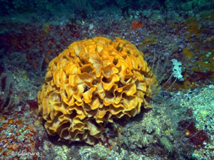 <i>Pentapora fascialis</i> (Pallas, 1766) © B. Guichard