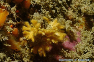 <i>Omalosecosa ramulosa</i> (Linnaeus, 1767) © doris.ffessm.fr © Denis Ader