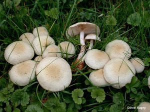 <i>Pholiota gummosa</i> (Lasch) Singer, 1951 © D. Sugny