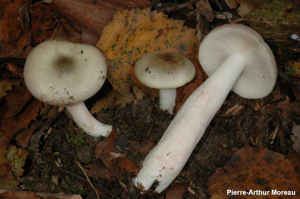 <i>Russula pulchella</i> I.G.Borshch., 1857 © PA. Moreau