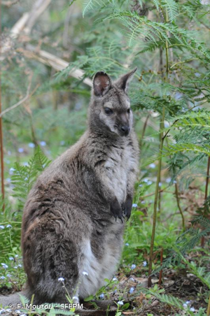 <i>Macropus rufogriseus</i> (Desmarest, 1817) © F. Moutou - SFEPM