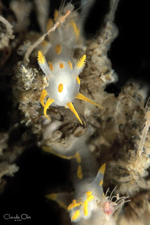 <i>Polycera quadrilineata</i> (O.F. Müller, 1776) © 