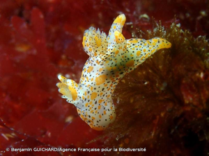 <i>Thecacera pennigera</i> (Montagu, 1813) © Benjamin GUICHARD/Agence Française pour la Biodiversité