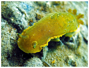 <i>Dendrodoris limbata</i> (Cuvier, 1804) © 