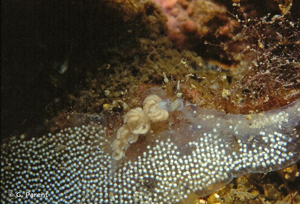 <i>Favorinus branchialis</i> (Rathke, 1806) © G. Parent