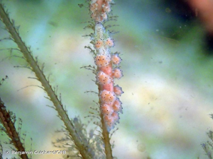 <i>Doto pinnatifida</i> (Montagu, 1804) © Benjamin Guichard/OFB