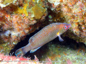<i>Centrolabrus exoletus</i> (Linnaeus, 1758) © Benjamin GUICHARD/Agence des aires marines protégées