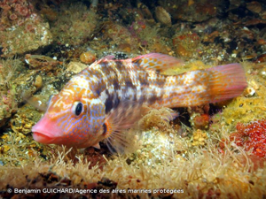 <i>Symphodus bailloni</i> (Valenciennes, 1839) © Benjamin GUICHARD/Agence des aires marines protégées