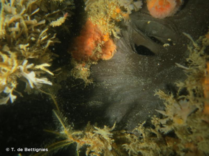 <i>Dercitus bucklandi</i> (Bowerbank, 1858) © T. de Bettignies