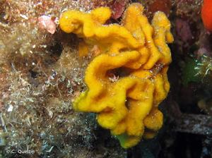 <i>Axinella damicornis</i> (Esper, 1794) © C. Quintin