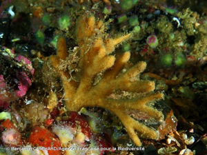 <i>Stelligera stuposa</i> (Ellis & Solander, 1786) © Benjamin GUICHARD/Agence Française pour la Biodiversité