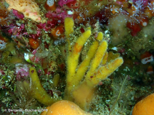 <i>Raspailia hispida</i> (Montagu, 1814) © Benjamin Guichard/OFB