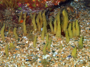 <i>Ciocalypta penicillus</i> Bowerbank, 1862 © B. Guichard