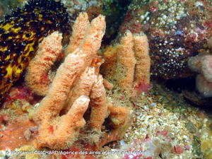 <i>Ulosa digitata</i> (Schmidt, 1866) © Benjamin GUICHARD/Agence des aires marines protégées
