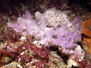 <i>Haliclona viscosa</i> (Topsent, 1888) © B. Guichard