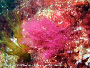 <i>Bonnemaisonia asparagoides</i> (Woodward) C.Agardh, 1822 © Benjamin GUICHARD/Agence des aires marines protégées