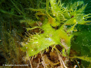 <i>Calliblepharis ciliata</i> (Hudson) Kütz., 1843 © Benjamin Guichard/OFB