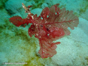 <i>Delesseria sanguinea</i> (Hudson) J.V.Lamour., 1813 © Benjamin Guichard/OFB