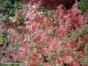 <i>Mesophyllum lichenoides</i> (J.Ellis) Me.Lemoine, 1928 © Benjamin Guichard/OFB