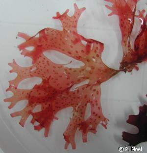<i>Nitophyllum punctatum</i> (Stackh.) Grev., 1830 © P. Noël