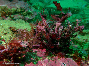 <i>Phyllophora crispa</i> (Hudson) P.S.Dixon, 1964 © T. de Bettignies