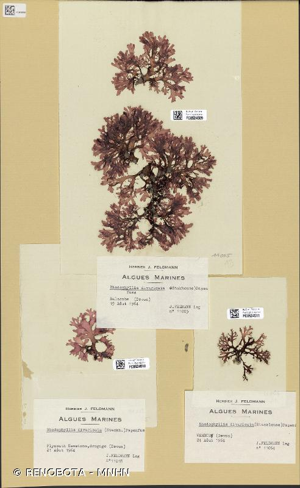 <i>Rhodophyllis divaricata</i> (Stackh.) Papenf., 1950 © RENOBOTA - MNHN