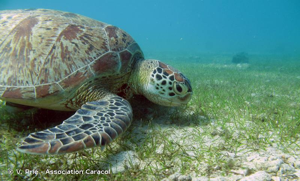 <i>Chelonia mydas</i> (Linnaeus, 1758) © V. Prié - Association Caracol