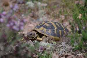 <i>Testudo hermanni</i> Gmelin, 1789 © O. Delzons