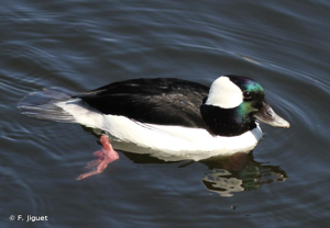 <i>Bucephala albeola</i> (Linnaeus, 1758) © F. Jiguet