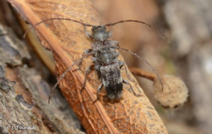 <i>Exocentrus lusitanus</i> (Linnaeus, 1767) © J. Touroult