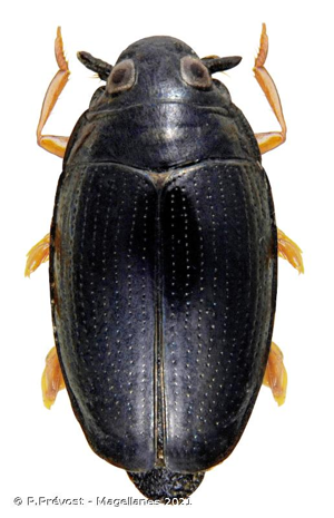 <i>Gyrinus suffriani</i> Scriba, 1855 © P.Prévost - Magellanes 2021