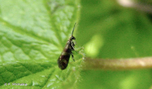 <i>Micropterix tunbergella</i> (Fabricius, 1787) © F. Michalke