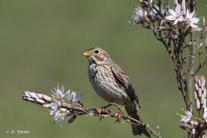 <i>Emberiza calandra</i> Linnaeus, 1758 © S. Siblet