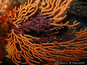 <i>Alcyonium coralloides</i> (Pallas, 1766) © doris.ffessm.fr © Denis Ader