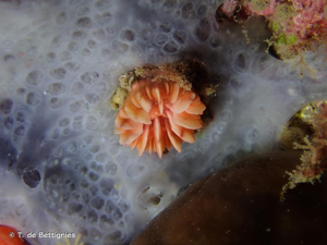 <i>Caryophyllia inornata</i> (Duncan, 1878) © T. de Bettignies