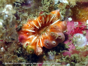 <i>Caryophyllia smithii</i> Stokes & Broderip, 1828 © Benjamin GUICHARD/Agence des aires marines protégées