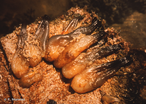 <i>Phallusia fumigata</i> (Grube, 1864) © F. Monniot