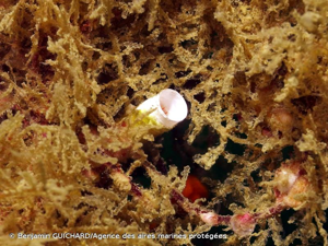 <i>Protula tubularia</i> (Montagu, 1803) © Benjamin GUICHARD/Agence des aires marines protégées
