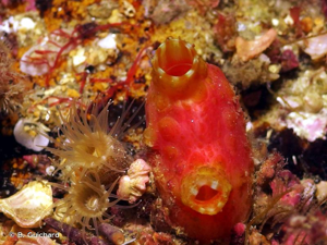 <i>Pyura microcosmus</i> (Savigny, 1816) © B. Guichard