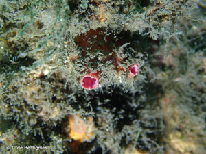<i>Pyura squamulosa</i> (Alder, 1863) © T. de Bettignies
