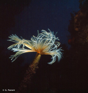 <i>Sabella spallanzanii</i> (Gmelin, 1791) © G. Parent