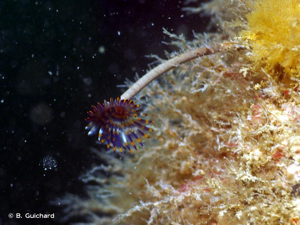 <i>Sabella discifera</i> Grube, 1874 © B. Guichard