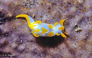 <i>Trapania maculata</i> Haefelfinger, 1960 © G. Parent