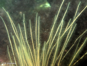 <i>Nemertesia antennina</i> (Linnaeus, 1758) © B. Guichard