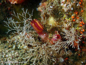 <i>Microcosmus claudicans</i> (Savigny, 1816) © Benjamin Guichard/OFB