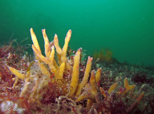 <i>Adreus fascicularis</i> (Bowerbank, 1866) © C. Quintin